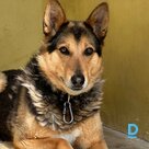 Dima