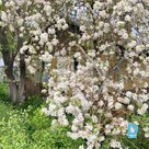 Сад для аренди