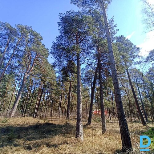 Zeme privātmāju apbūvei, priežu meža ielokā  - 2300m²