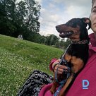 Gives Non-pedigree dog