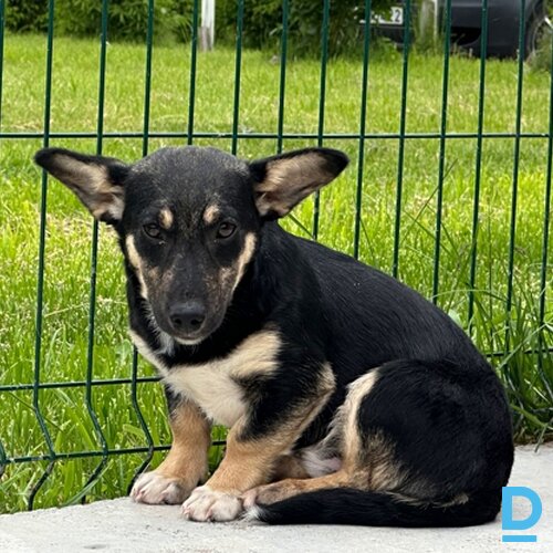 Raf