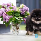 A Pomeranian is waiting for you!