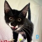 Dina