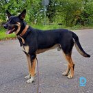 Bobi