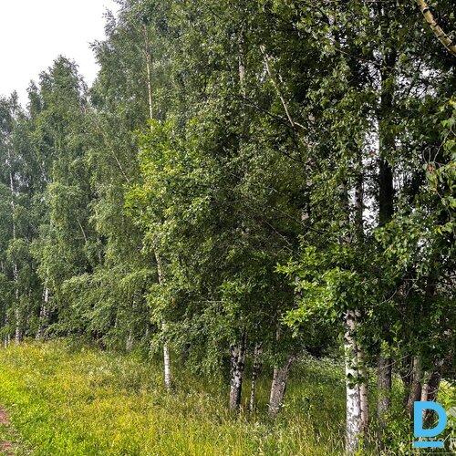 Ekskluzīvs ainavisks īpašums ar pieaugušu mežu Rāznas nacionālajā parkā Ekskluzīvs ainavisks īpašums ar pieaugušu mežu Rāznas nacionālajā parkā