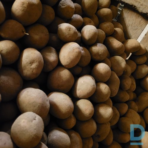 Pārdod kartupeļus, Latvija