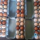 For sale bio Chicken eggs