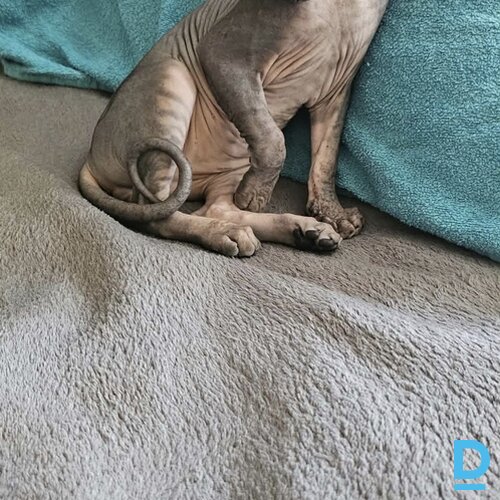 Pārdod Sfinkss Pārdod Sfinkss