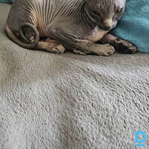 Pārdod Sfinkss Pārdod Sfinkss
