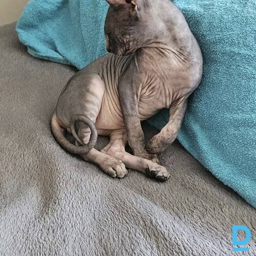 Pārdod Sfinkss Pārdod Sfinkss