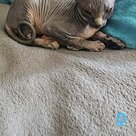 Pārdod Sfinkss