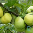 Apple tree "ANTONOVKA" for sale, Autumn
