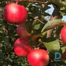 Apple tree "DISCOVERY" for sale, Summer