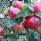 For sale Apple tree "RED KROFT / ANTEJS" Winter