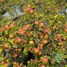 Apple tree "ZARJA ALATAU" for sale, Winter
