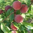 For sale Peach tree "MAIRA"
