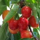 Sour cherry tree "DESERTNAJA MOROZOVOI" for sale