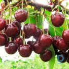 Sour cherry tree "HARITONOVSKAJA" for sale