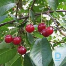 Sour cherry tree "LATVIJAS ZEMAIS" for sale