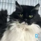 Dika