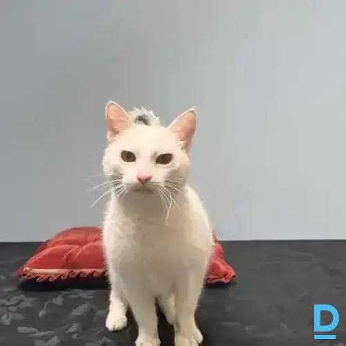 Belka Belka