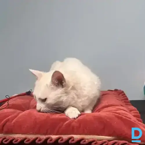 Belka Belka