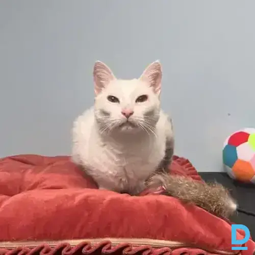 Belka Belka