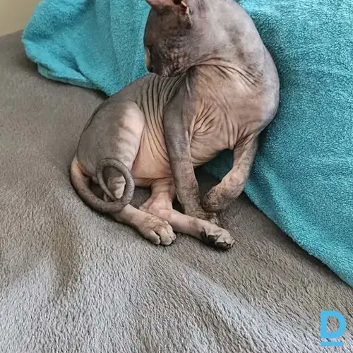 Pārdod Sfinkss