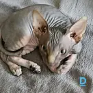 For sale Sphynx
