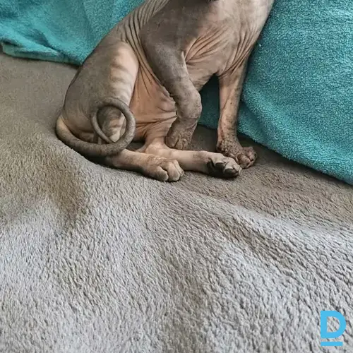 Pārdod Sfinkss