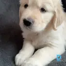 For sale Golden retriever