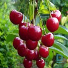  Sour cherry tree "MALIŠKA" for sale