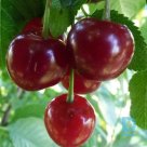 Sour cherry tree "MOLODJOŽNAJA" for sale