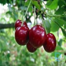 Sour cherry tree "OBLACZYNSKA" for sale