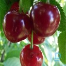 Sour cherry tree "TURGEŅEVKA" for sale