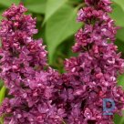 Lilac "CHARLES JOLY" for sale