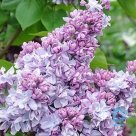  Lilac "KATHERINE HAVEMEYER" for sale