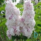 Lilac "KRASAVITSA MOSKVY" for sale