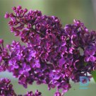 Lilac "Ludvig Van Spaeth" for sale