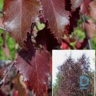 Hybrid birch "ROYAL FROST" for sale