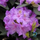 Rhododendron "CATAWBIENSE" for sale