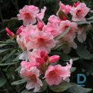 Rhododendron "HANIA" for sale