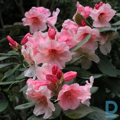 Pārdod rododendru "HANIA" Pārdod rododendru "HANIA"