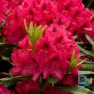  Rhododendron "NOVA ZEMBLA" for sale