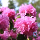 Rhododendron "P.J.M. ELITE" for sale
