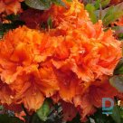 Summer rhododendron "APRICOT" for sale