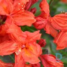 Summer rhododendron "FEUERWERK" for sale