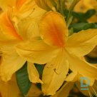 Summer rhododendron "GOLD TOPAZ" for sale