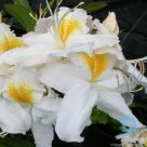 Summer rhododendron "NOTHERN HI LIGHT" for sale