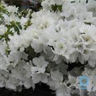 Summer rhododendron "OXYDOL" for sale